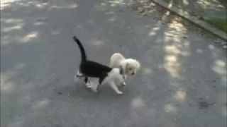 Gatto aiuta il cane cieco a percorrere la strada